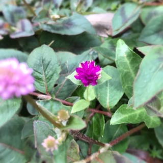 Processed with MOLDIV