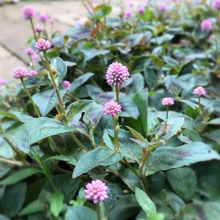 Processed with MOLDIV