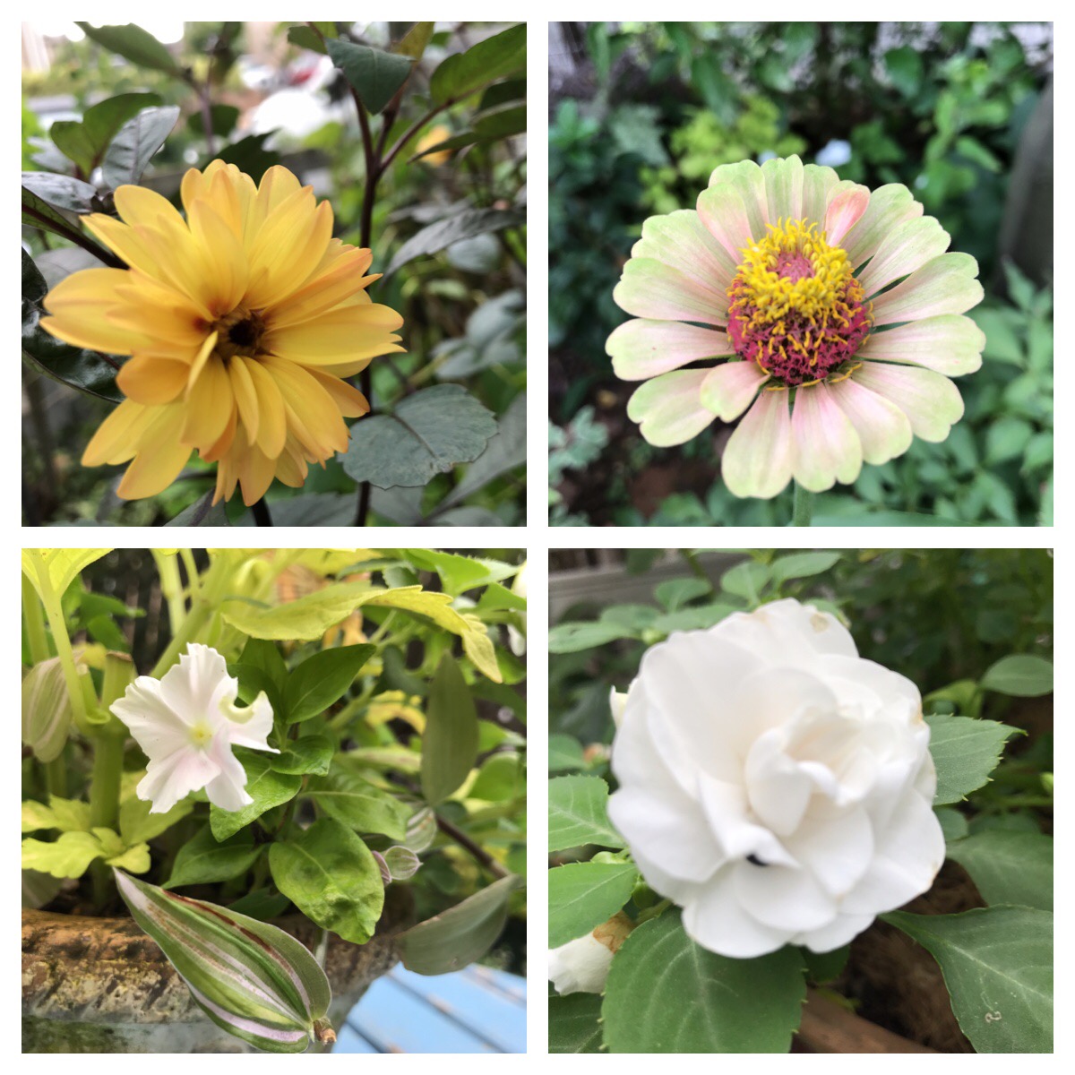 Processed with MOLDIV