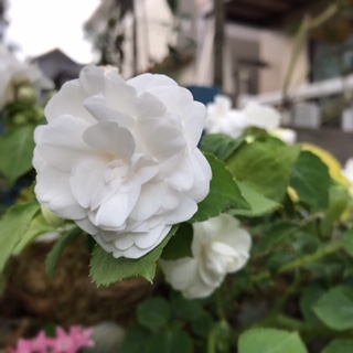 Processed with MOLDIV