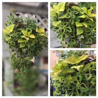 Processed with MOLDIV